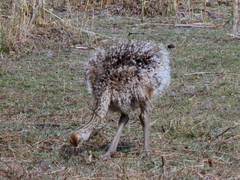 Struthio camelus australis