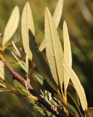Searsia angustifolia