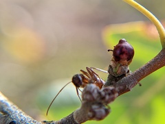 Callirhytis perditor