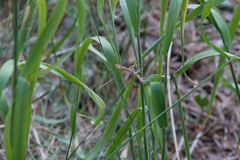 Gillmeria pallidactyla