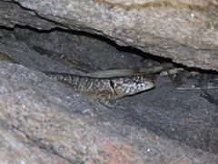 Tropidurus etheridgei