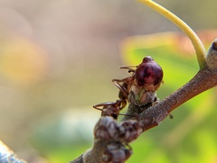 Callirhytis perditor