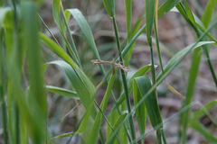 Gillmeria pallidactyla