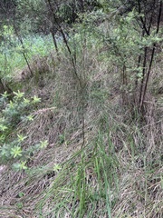 Casuarinaceae