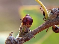 Callirhytis perditor