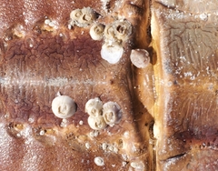 Amphibalanus venustus