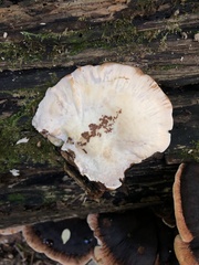 Ischnoderma benzoinum