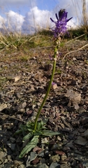 Phyteuma betonicifolium