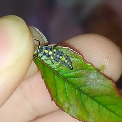 Coccinellidae