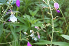 Desmodium glabellum