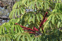 Heptapleurum actinophyllum