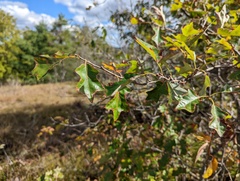 Callirhytis perditor