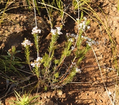 Diosma hirsuta
