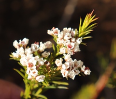 Diosma hirsuta