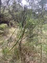 Casuarinaceae