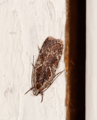 Agonopterix hypericella