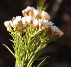 Diosma hirsuta