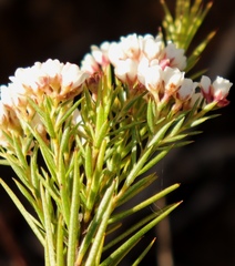 Diosma hirsuta
