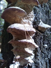 Trichaptum subchartaceum