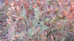 Dyssodia papposa