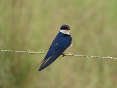 Hirundo albigularis