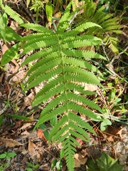Macrothelypteris torresiana