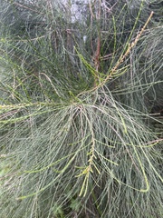 Casuarinaceae