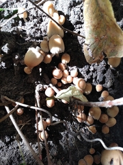 Coprinellus disseminatus