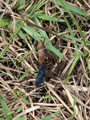 Sphex nitidiventris