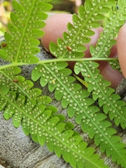 Macrothelypteris torresiana