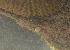 Blenniiformes