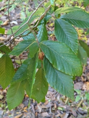 Fagaceae