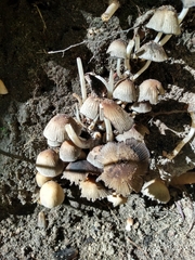 Coprinellus disseminatus