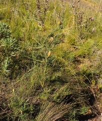 Leucospermum lineare