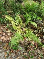 Macrothelypteris torresiana