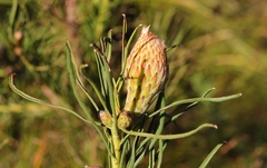 Leucospermum lineare