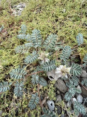 Dalea mollissima