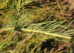 Leucospermum lineare