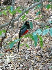 Trogon elegans