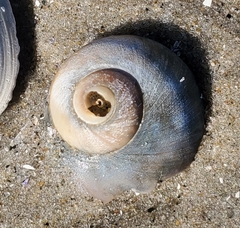 Neverita duplicata