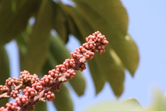 Heptapleurum actinophyllum