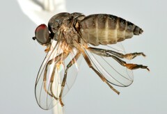 Platypezidae