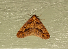 Erannis defoliaria