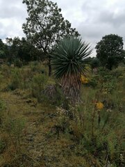 Furcraea parmentieri