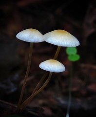 Strobilurus conigenoides