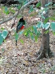 Trogon elegans