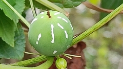 Diplocyclos palmatus