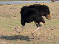 Struthio camelus australis