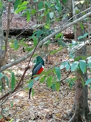 Trogon elegans