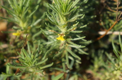 Ajuga chamaepitys